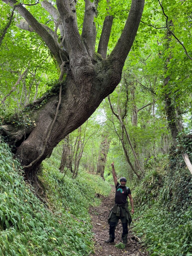 A man standing on a woodland footpath pointing upward at a large overhanging tree.