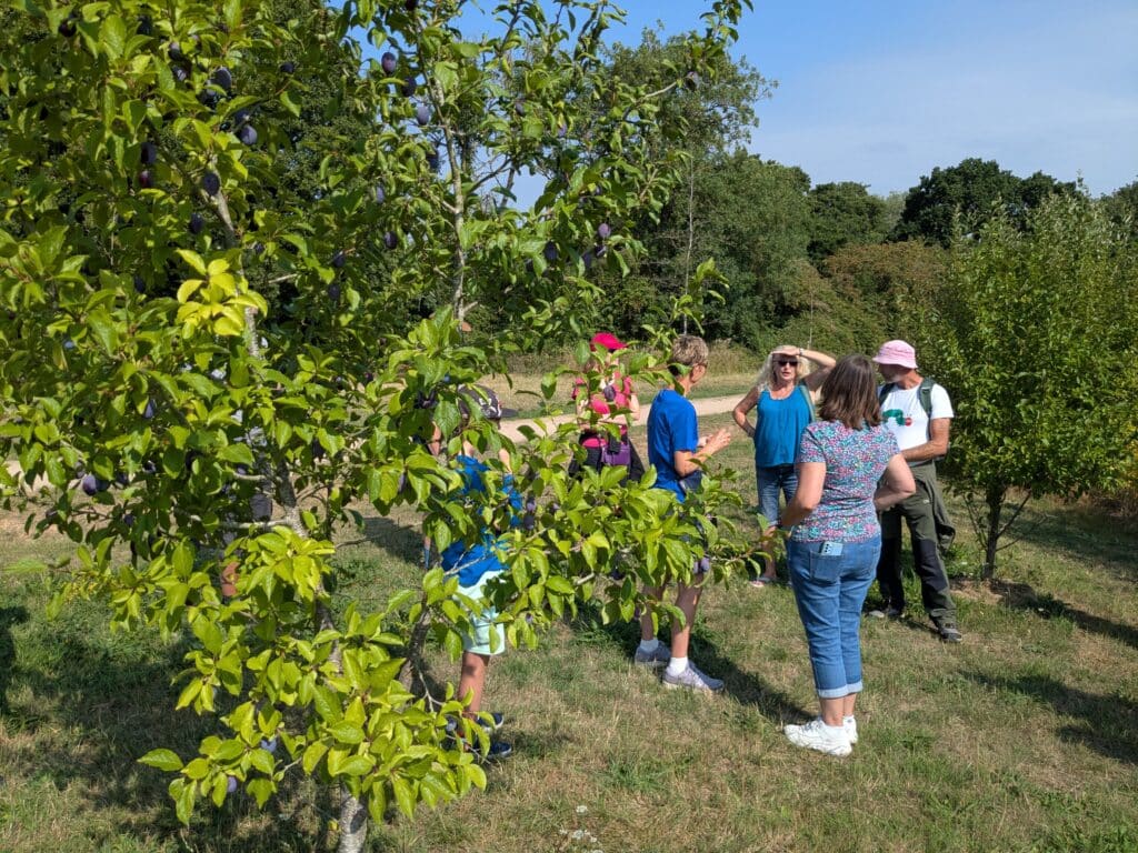 Photo of a group of people standing in a community orchard beside a fruit tree laden with ripe plums during a guided outdoor walk.
