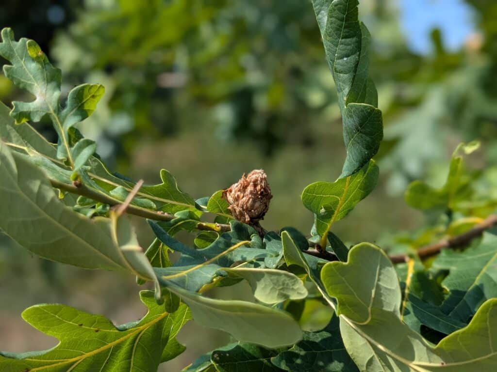 Close-up photo of an oak tree branch showing a brown oak gall attached among green oak leaves.