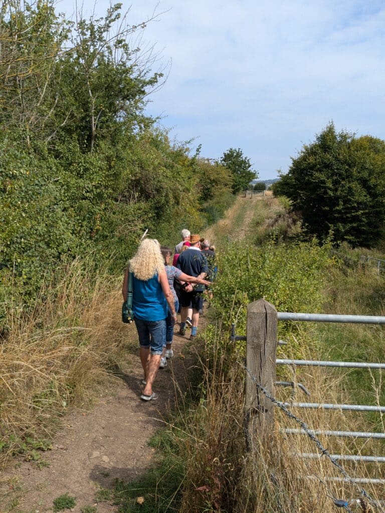 Photo of a group of people walking along a public footpath between hedgerows and fields on a sunny day.